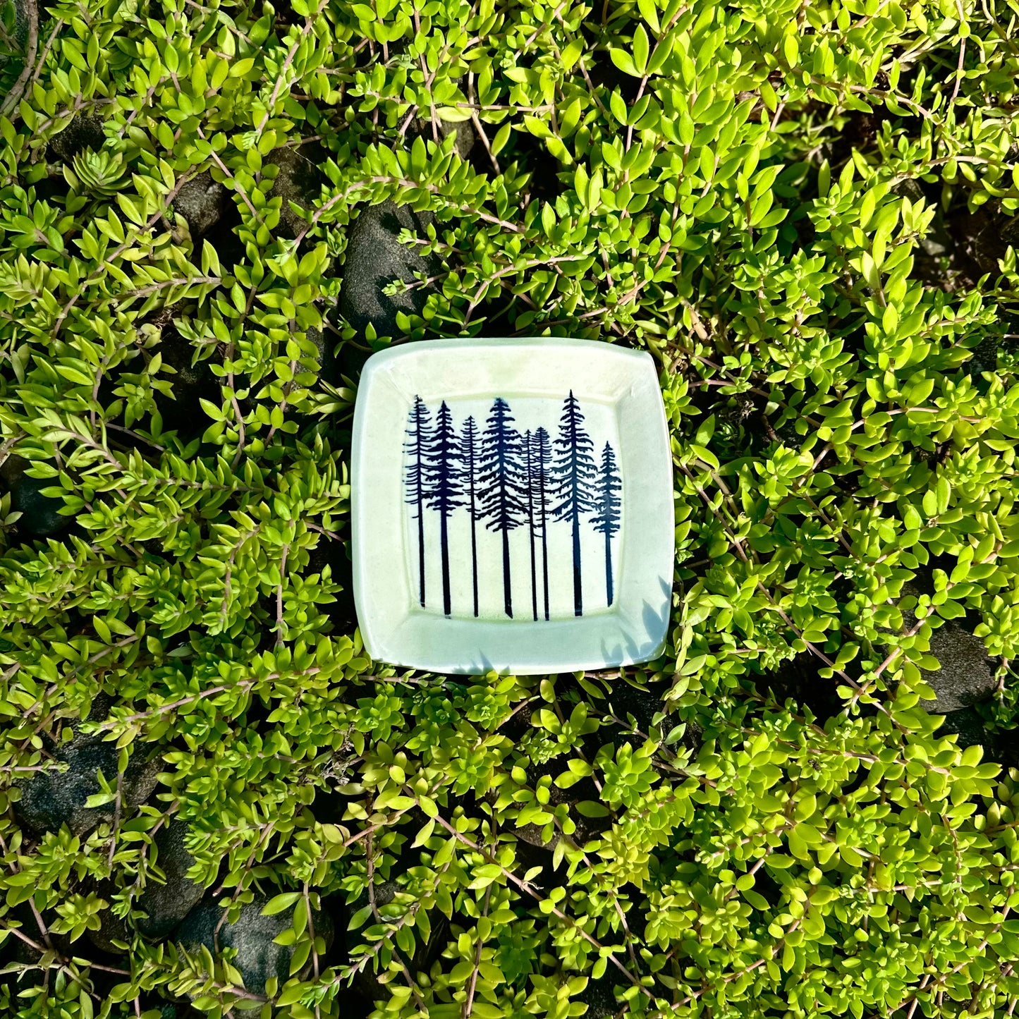 treeline square dish • no. one
