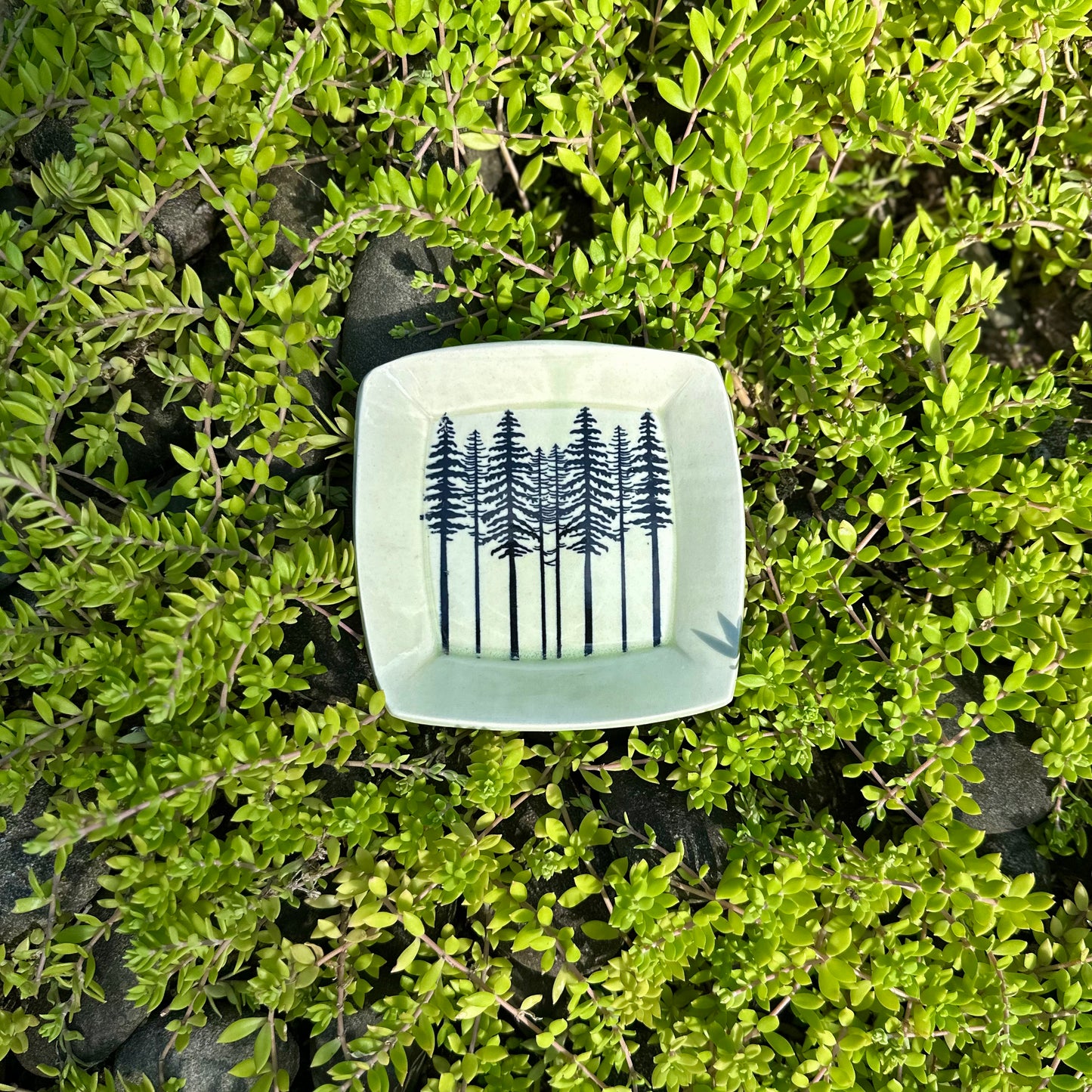 treeline square dish • no. two